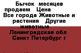 Бычок 6месяцев продаем › Цена ­ 20 000 - Все города Животные и растения » Другие животные   . Ленинградская обл.,Санкт-Петербург г.